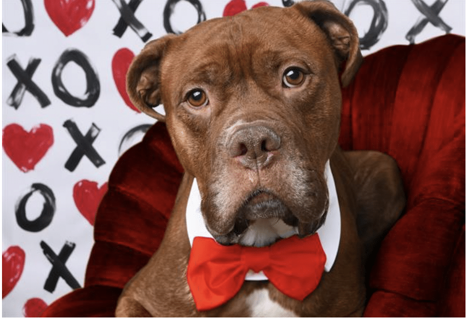 Brown and white boxer mix, 3 yrs old, available for adoption at Dumb Friends League in Denver